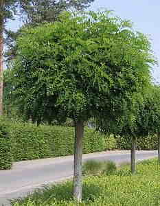 فروش درختچه اقاقیا